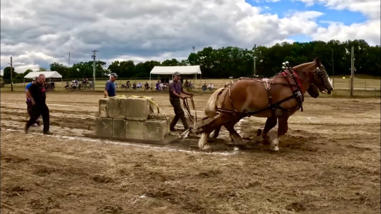 HAVE YOU EVER SEEN THIS?!! ... A very DIFFERENT kind of horse pull! #842