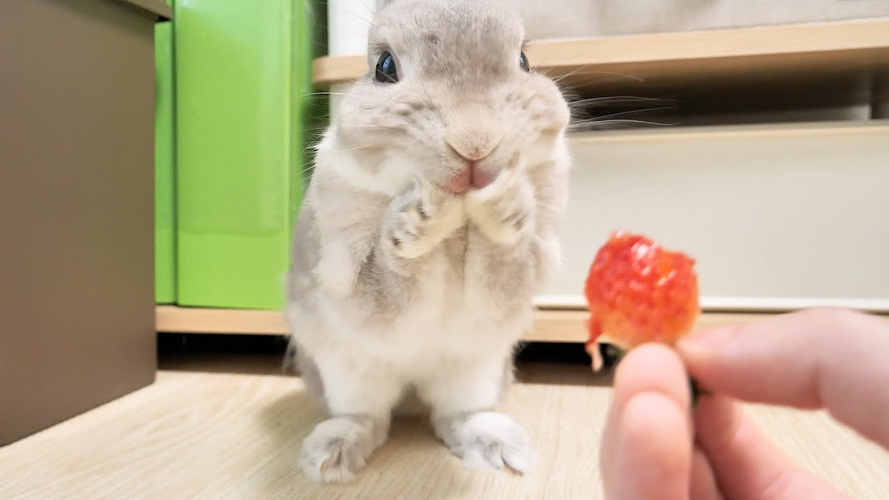 ひさしぶりの甘酸っぱい苺にほっぺが落ちそうになってるうさぎさん