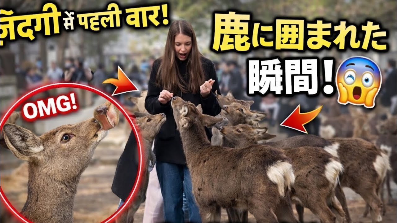 鹿がジャケットを引っ張った！？😳 奈良公園でまさかの瞬間！