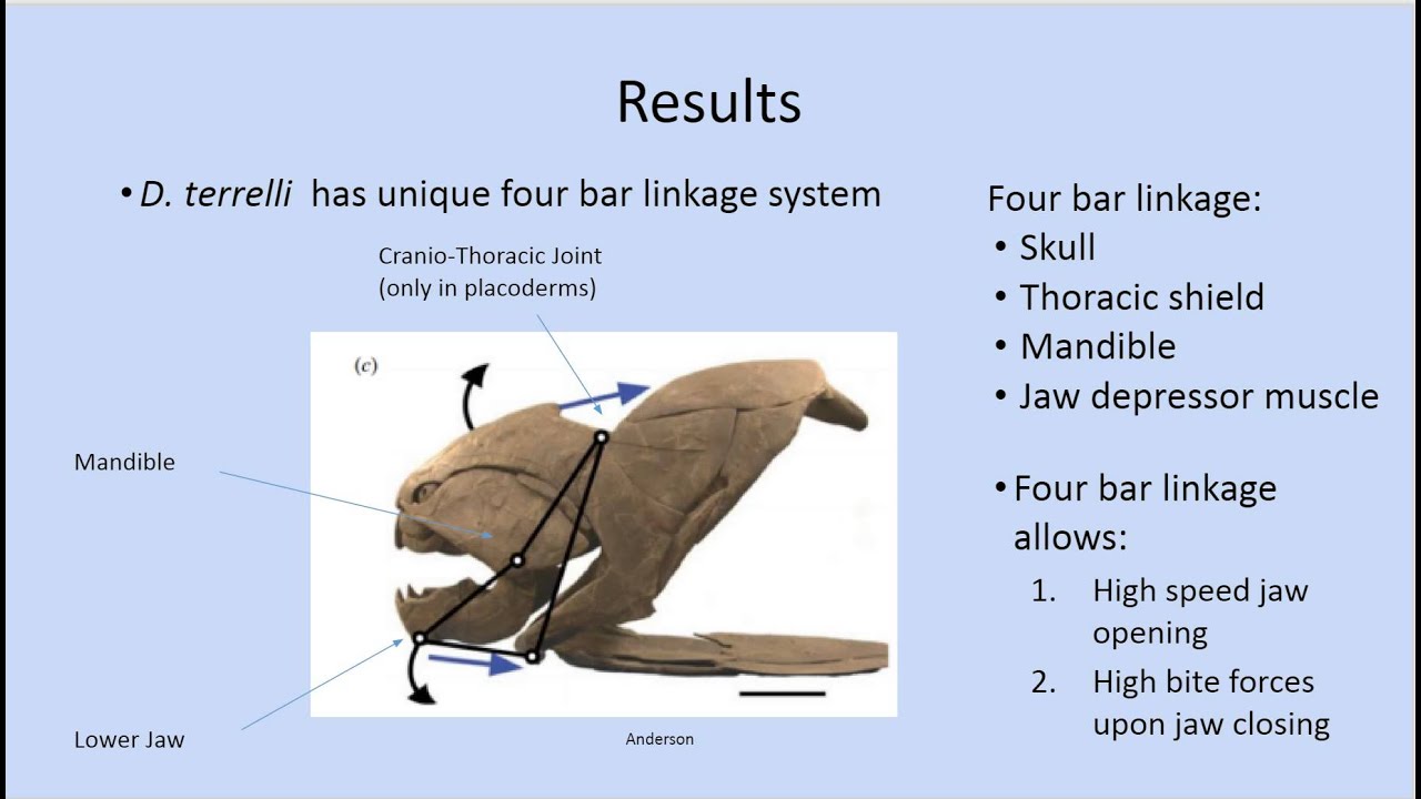 GEOL204 D. Terrelli Video Project