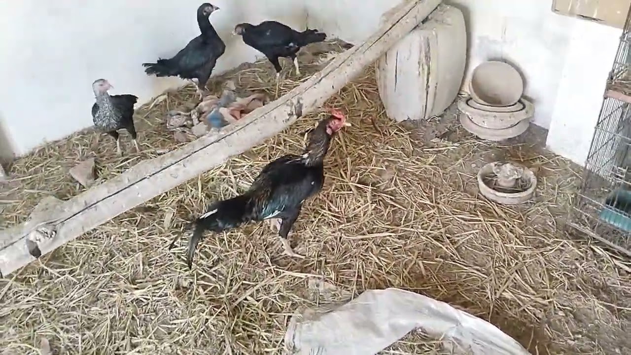 After multivitamin check cage egg 🥚 pher nahi mila😭