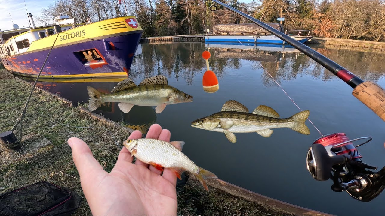 Pêche du Sandre au Vif au Bouchon Incroyable - Il y en a Partout !!! 4K