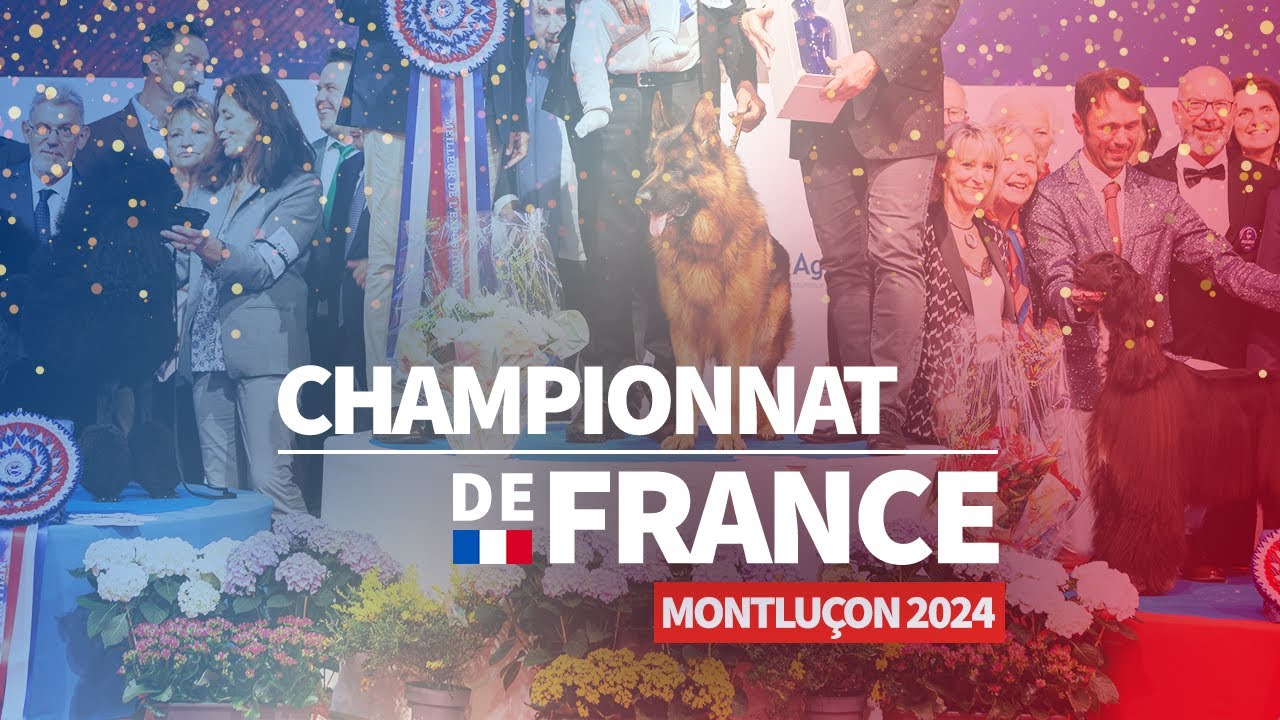 REPORTAGE - Le Championnat de France du chien de race à Montluçon !