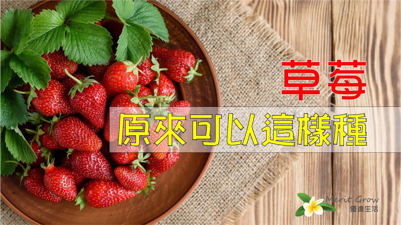 草莓種植 | 由種子開始到育苗 | 超市買既士多啤梨都可以種到一盆幼苗