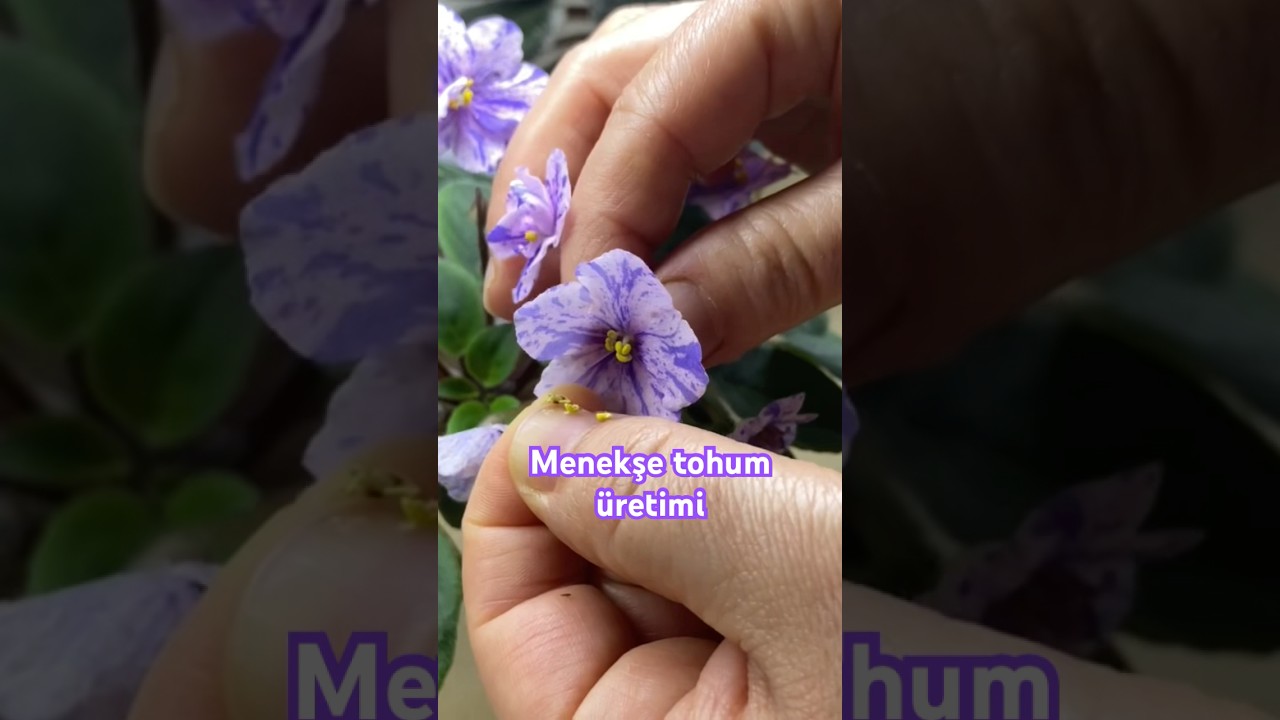 Menekşe tozlaştırma ve hibrit tohum &uuml;retimi nasıl yapılır🌺 #menekşe #&ouml;zelt&uuml;rmenekşe #tohum