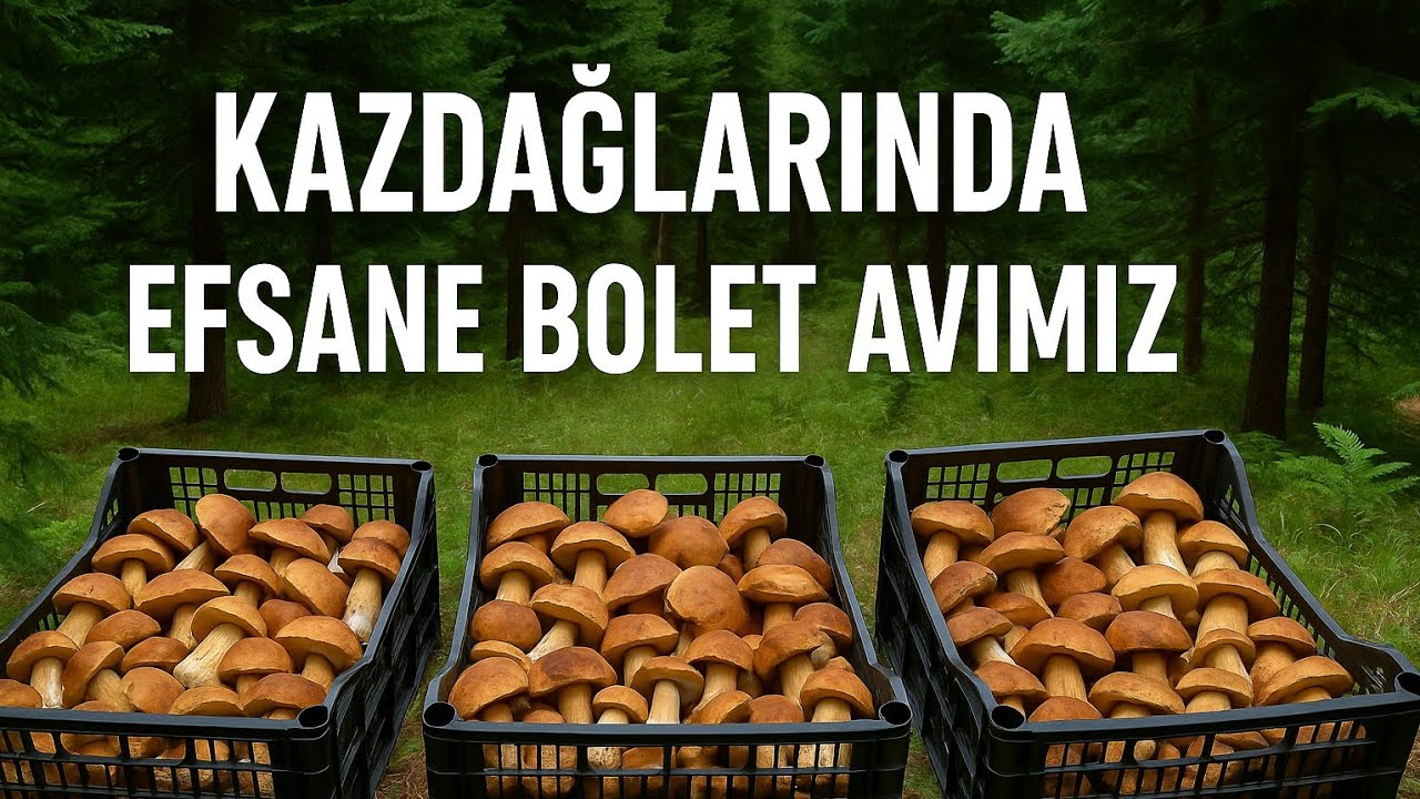 Efsane Bolet Avımız. / Kazdağlarında / 1300 Rakım. / Boletus edulis / Lactarius salmanicolor / 01.11