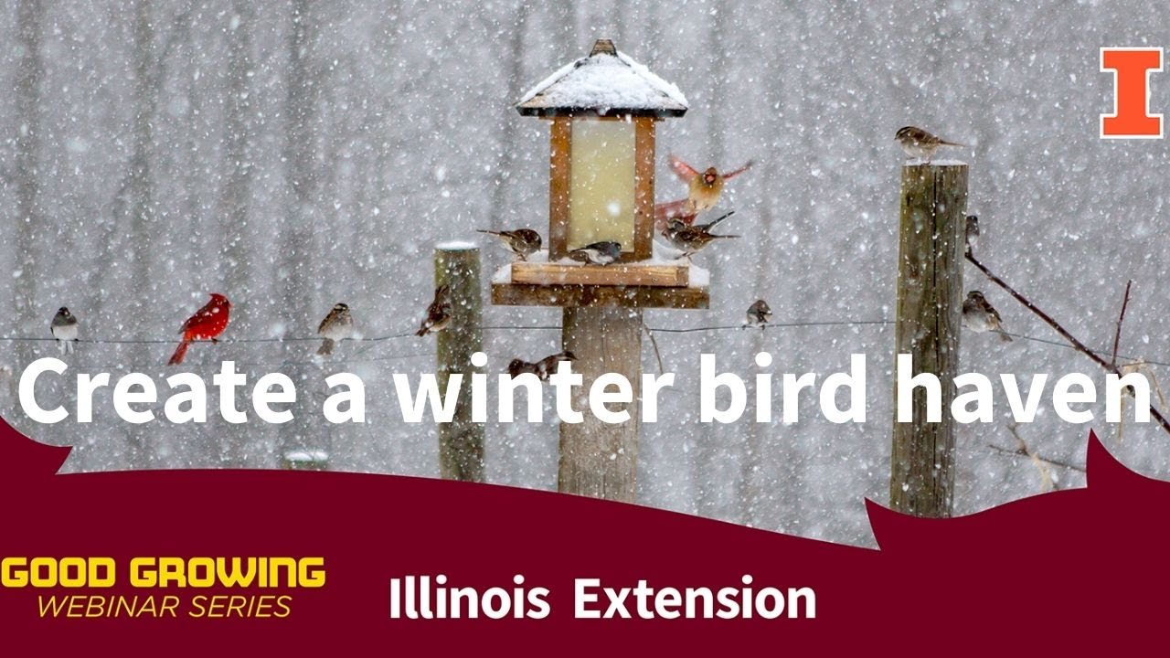 Create a Winter Bird Haven #birds | #GoodGrowing