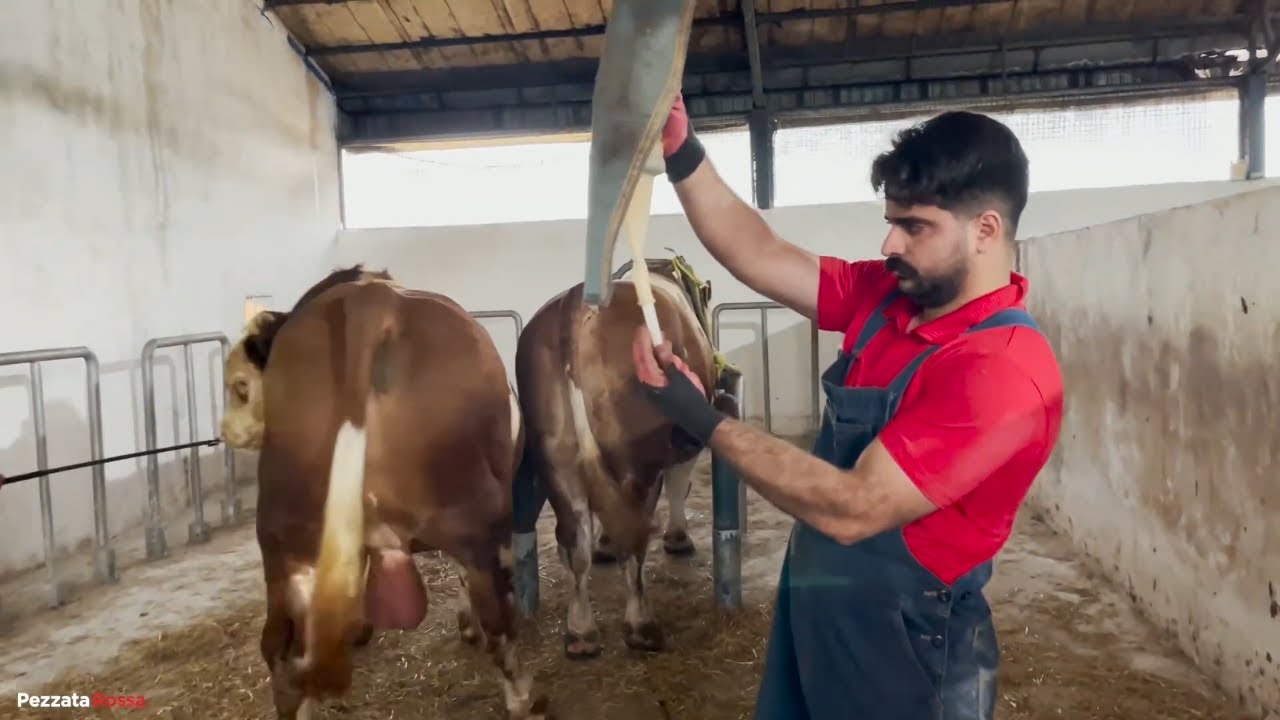 Inside Simmental Bull Science – Real Genetics & Veterinary Care 🧬