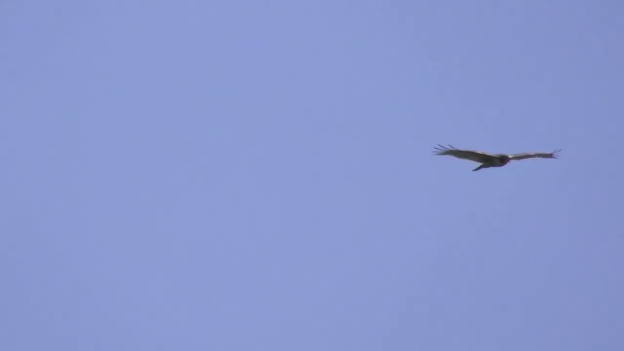 RED-TAILED HAWK SOARING AND CALLING