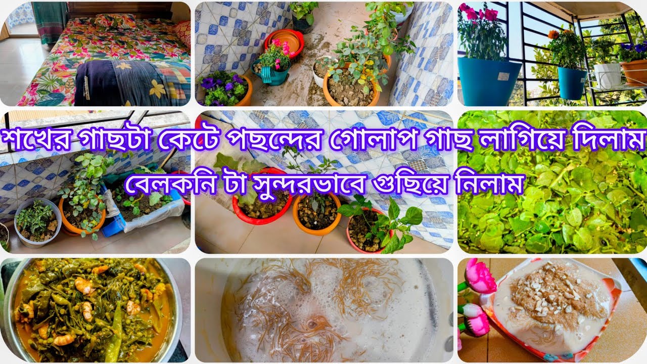 ✨শখের গাছটা কেটে পছন্দের গোলাপ গাছ লাগিয়ে দিলাম বেলকনি টা সুন্দরভাবে গুছিয়ে নিলাম ☺️☺️
