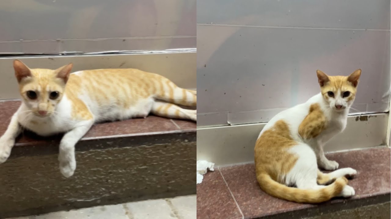 White street cat |very cute cat
