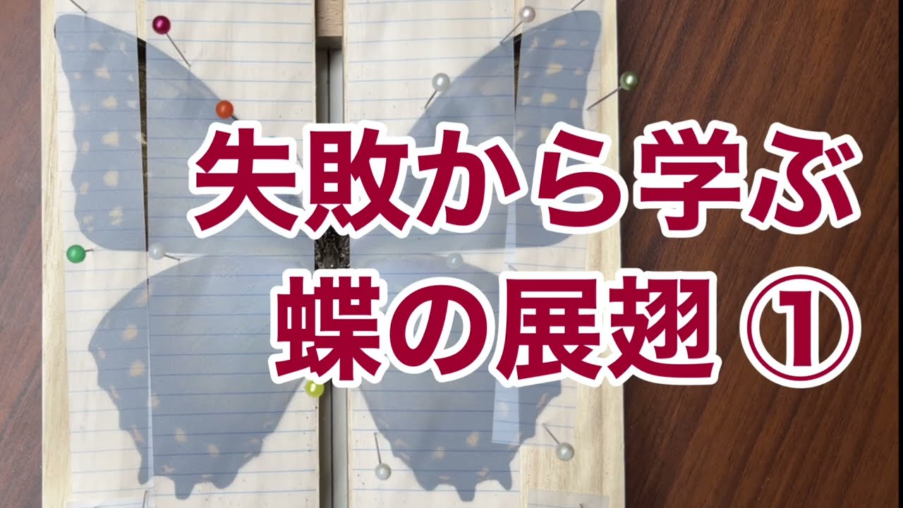 失敗から学ぶ蝶の展翅① 完成かと思ったら翅が左右対象じゃなかった