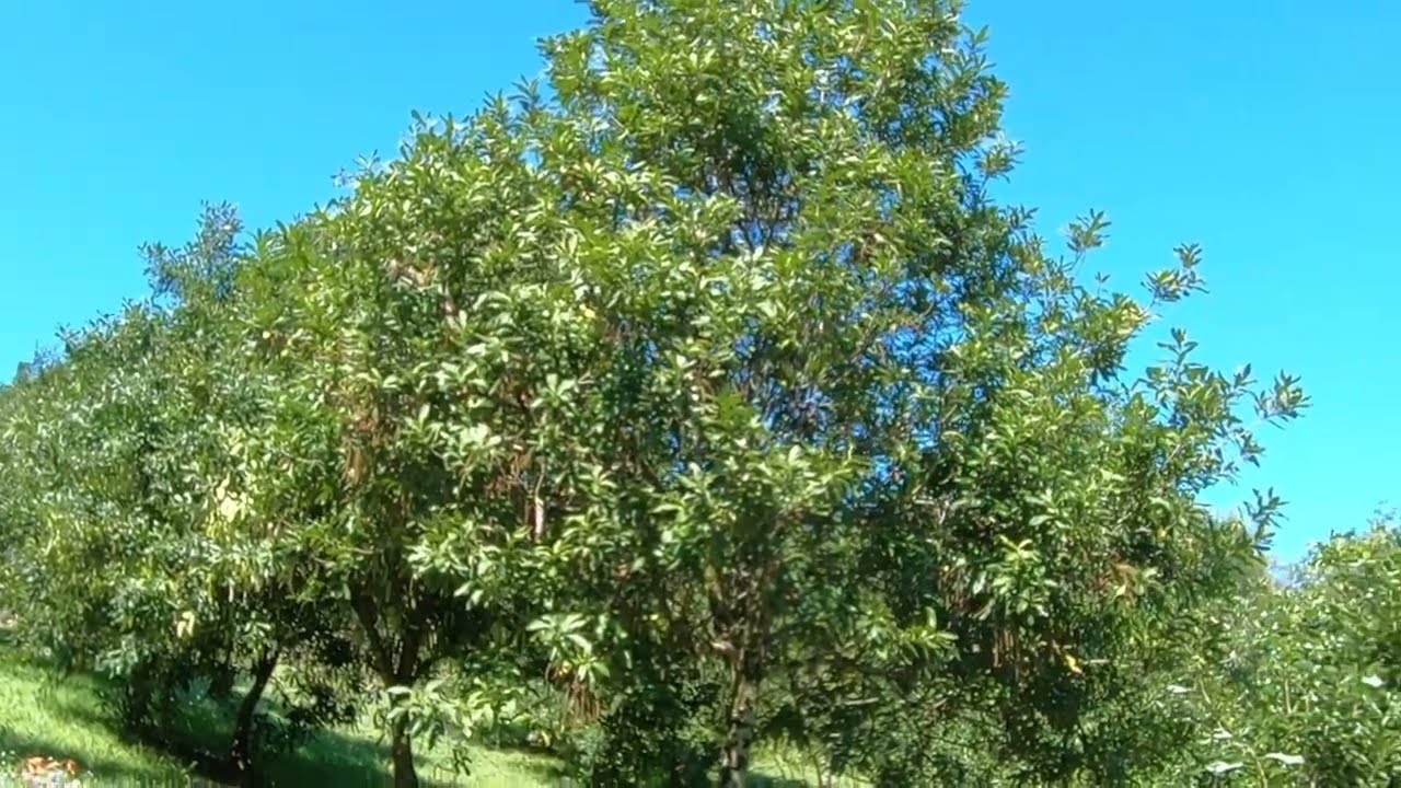 Macadamia world market report, 2023