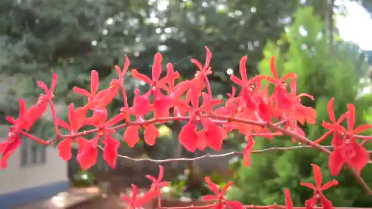 36 Yesuvai vazhkaiyil (இயேசுவை வாழ்க்கையில் காட்டுங்களேன்)