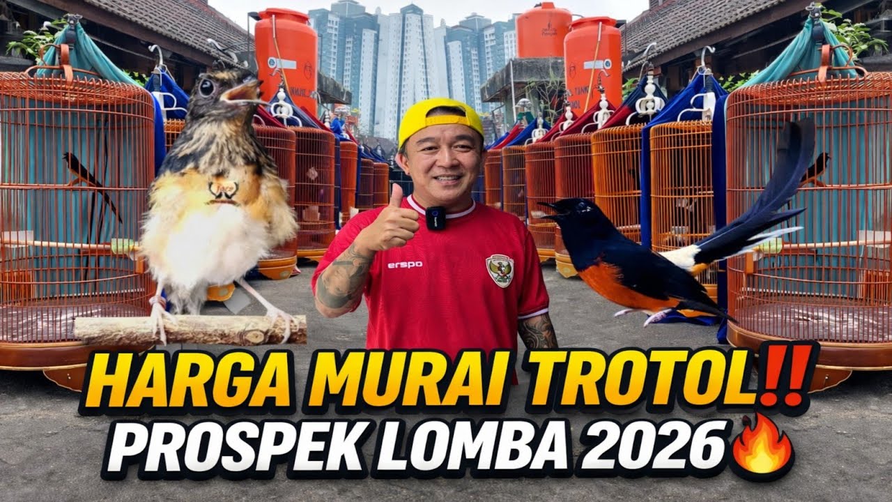 REVIEW HARGA MURAI BATU TROTOL & PROSPEK LOMBA AWAL 2026 🔥 | YOHAN MABES BF JAKARTA