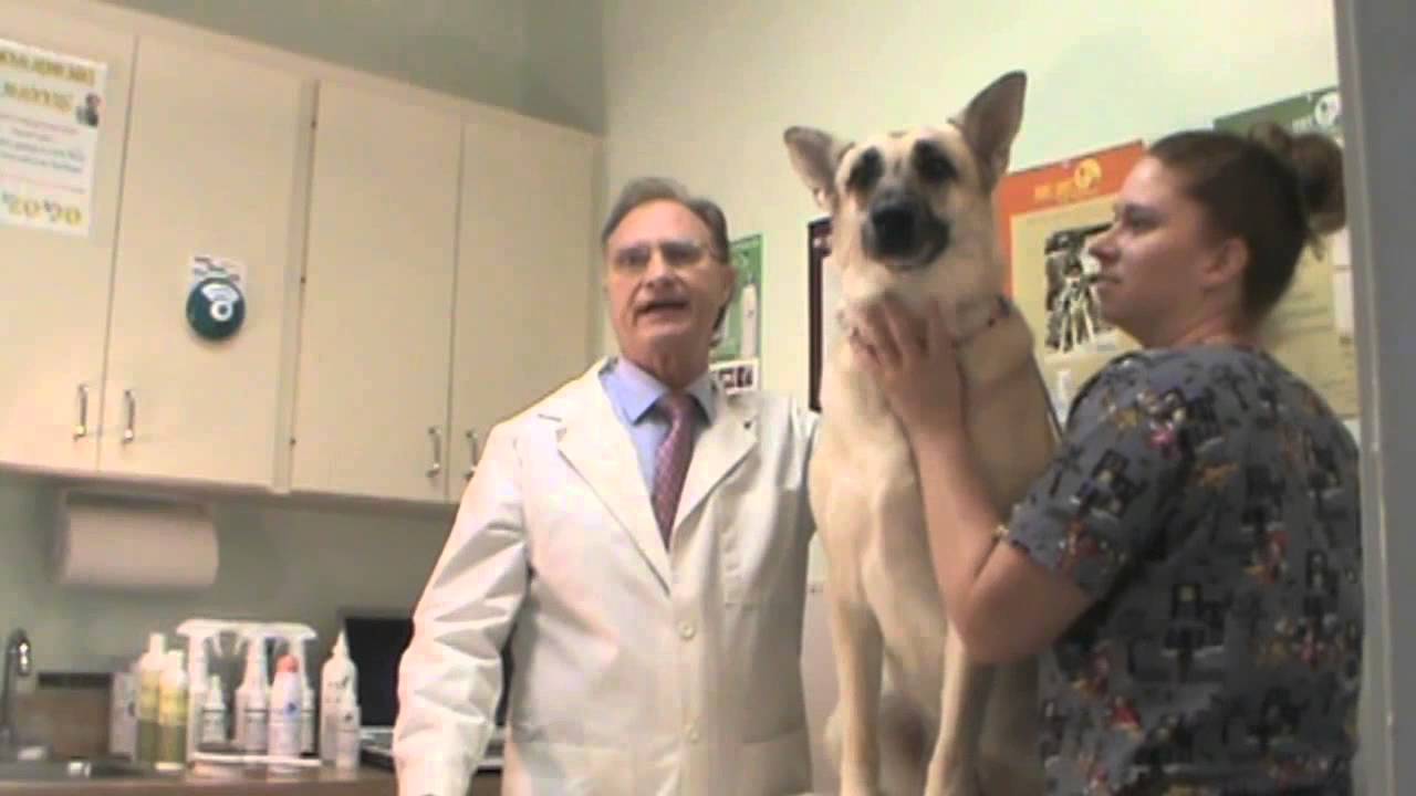 Epi-Pet Vet Product Demo