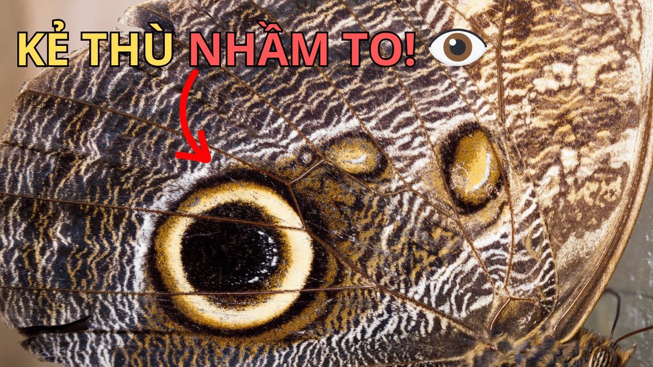 Bướm cú mèo: Khi đôi mắt giả trở thành vũ khí sinh tồn, Thế Giới Động Vật | Bách Khoa Động Vật