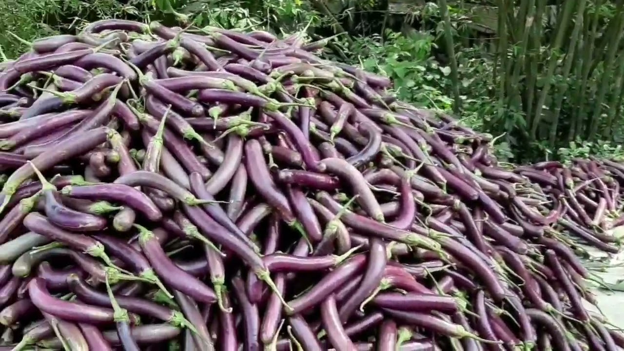 নরসিংদী বারিচা  বাজার বেগুন আর বেগুন সবজি
