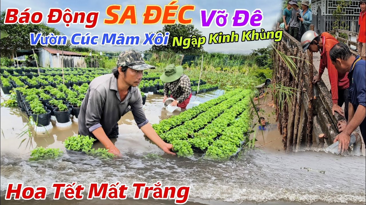 Báo Động: SA ĐÉC Vỡ Đê Ngập Lụt Khắp Nơi Hoa Kiểng, Cúc Mâm Xôi Ngập Nặng Nông Dân Trắng Tay