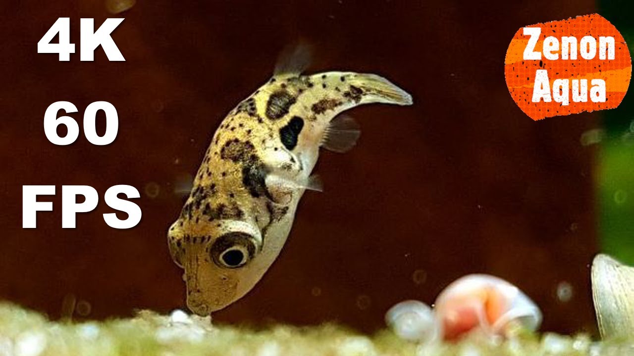 Kolcobrzuch Karłowaty Carinotetraodon travancoricus - 4K 60FPS  no comment