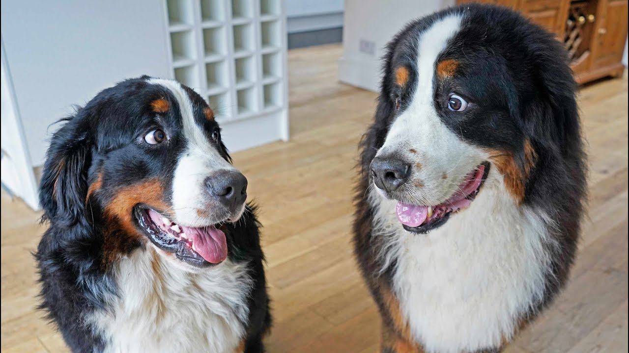 So you think you want a Bernese Mountain Dog? To know before getting a Berner
