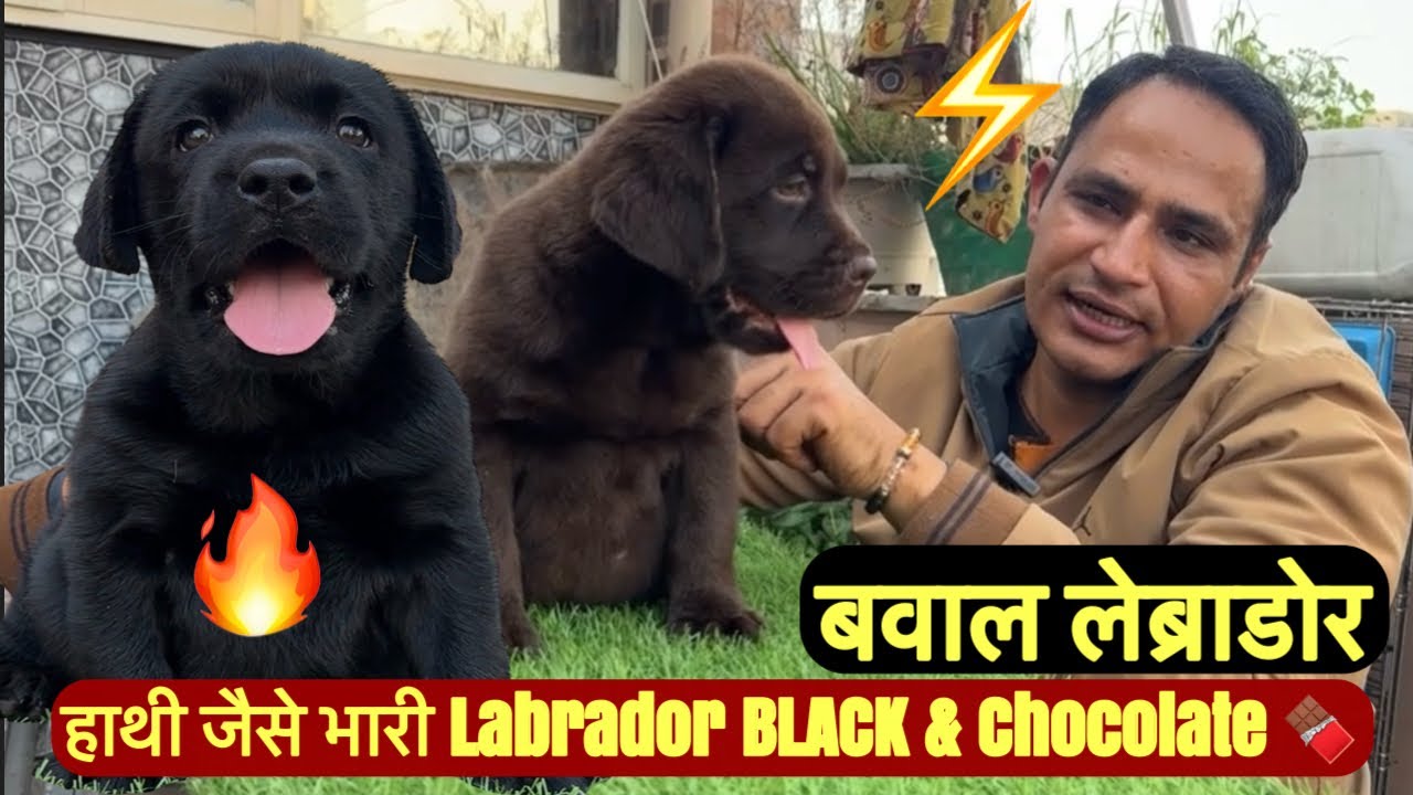 OMG 😱 हाथी जैसे भारी लैब्राडोर पपीज़ 😍 | Black & Chocolate Available | Limited Stock