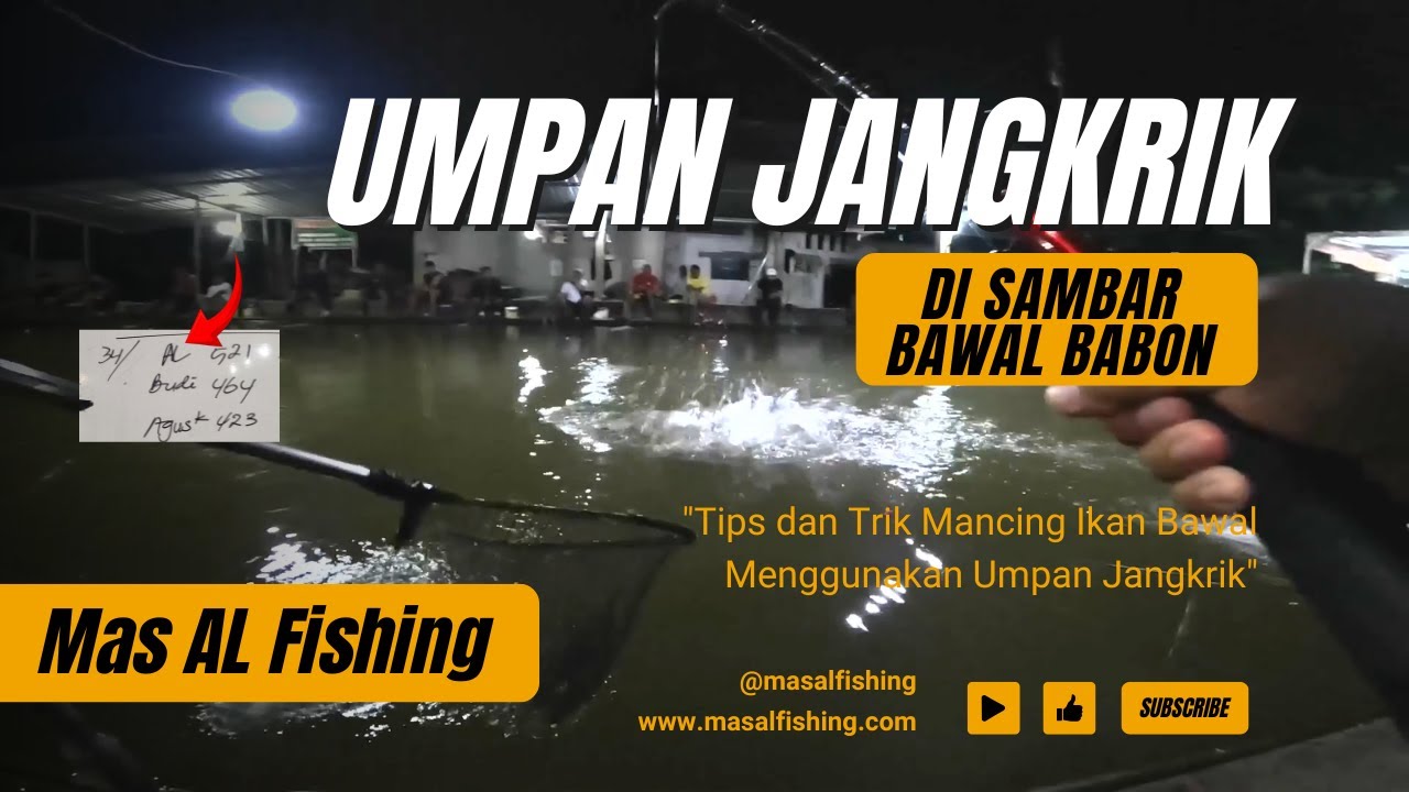 Umpan Jangkrik untuk Ikan Bawal, Langsung Disamber Babon !