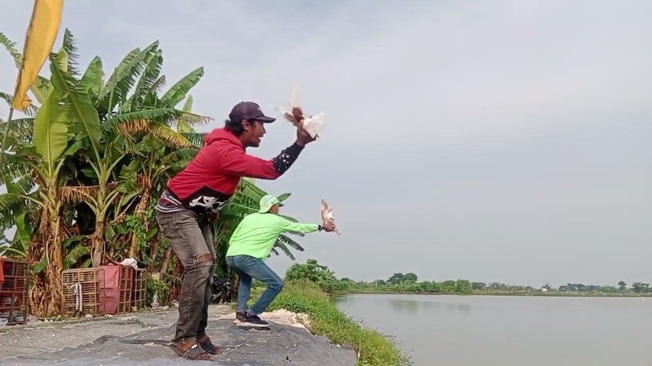 lomba merpati blap lap. dukuan hari minggu 1000 M.. juara baru 