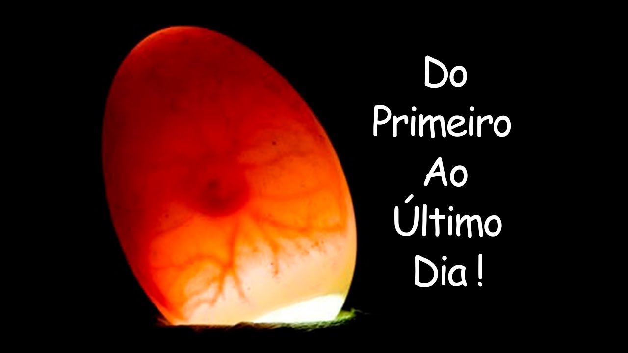 Ovoscopia do primeiro ao último dia