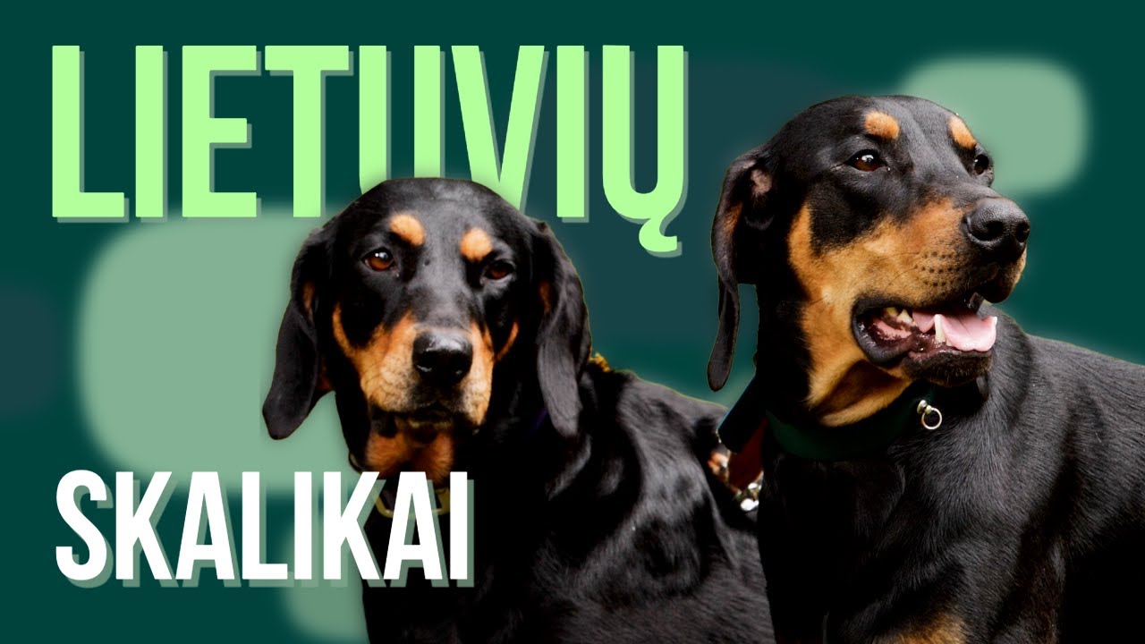 Lietuvių skalikai – mūsų tautos pasididžiavimas!