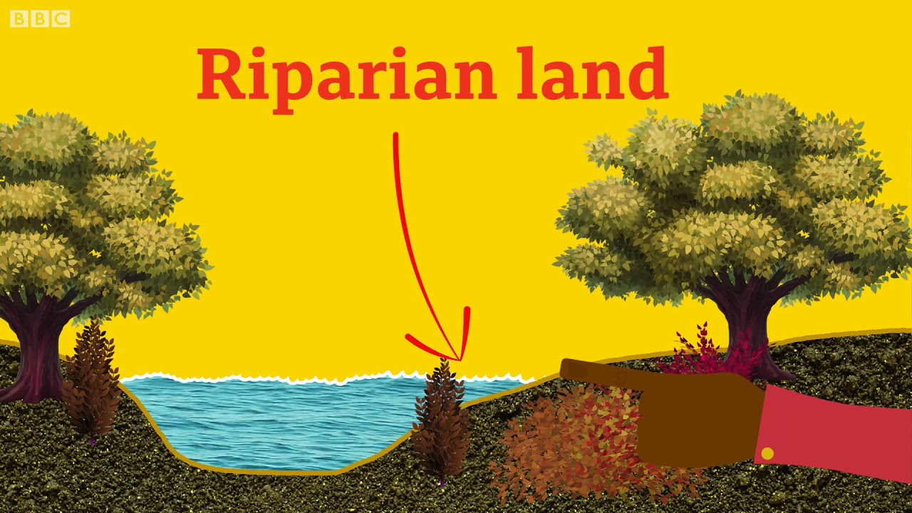 What is Riparian Land? - BBC What's New