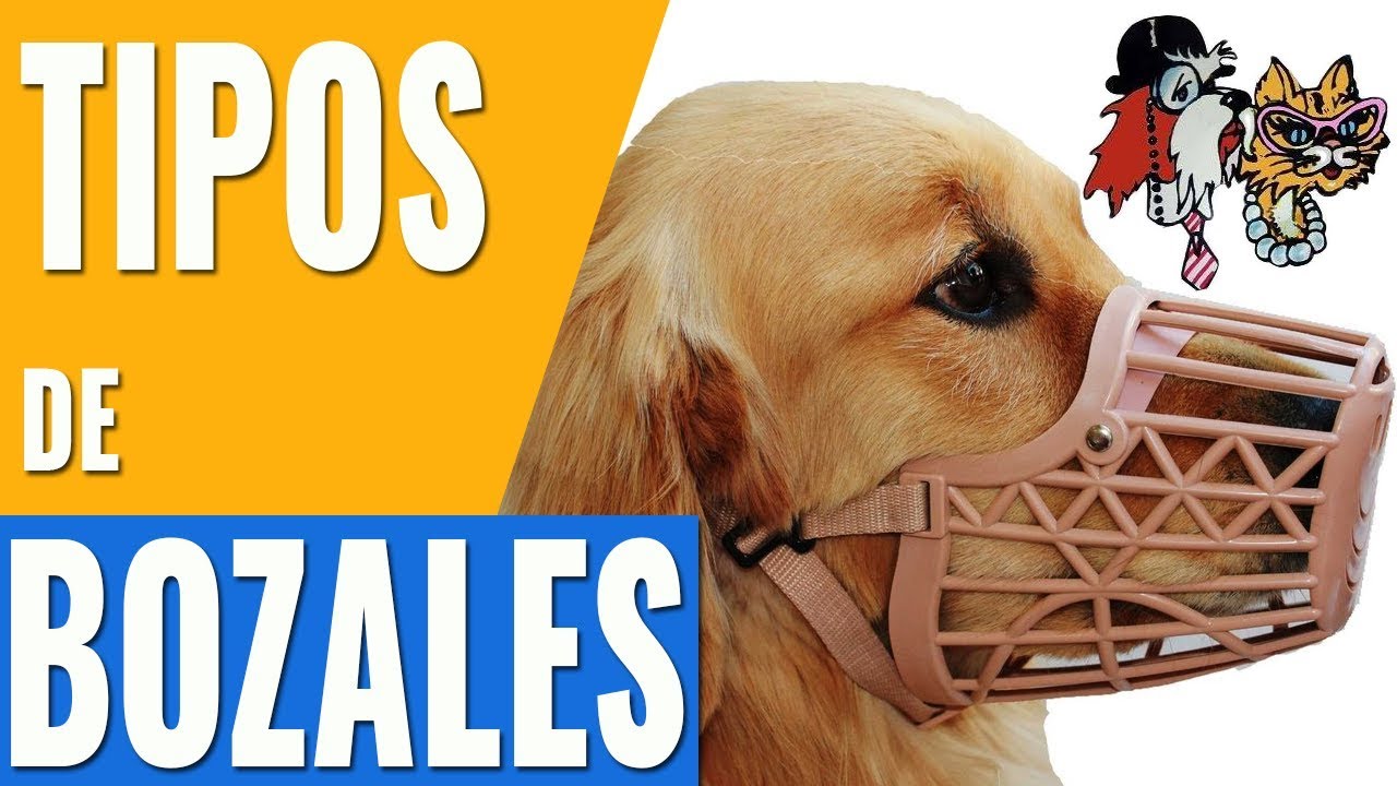 TIPOS DE BOZALES PARA PERROS/LOS DIFERENTES MODELOS DE BOZALES PARA PERROS