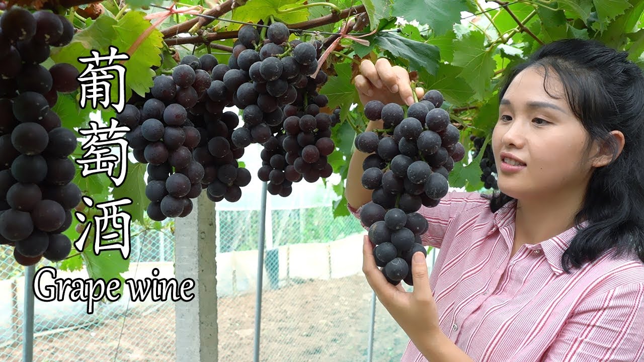 花3个月的时间自酿葡萄酒，边酿边喝，真的能吃醉Spend 3 months to make grape wine, drink and drink, you can really get drunk