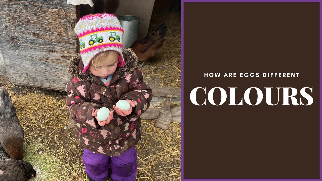 HOW ARE EGGS DIFFERENT COLOURS? | CHICKEN GENETICS FOR EGG COLOURS