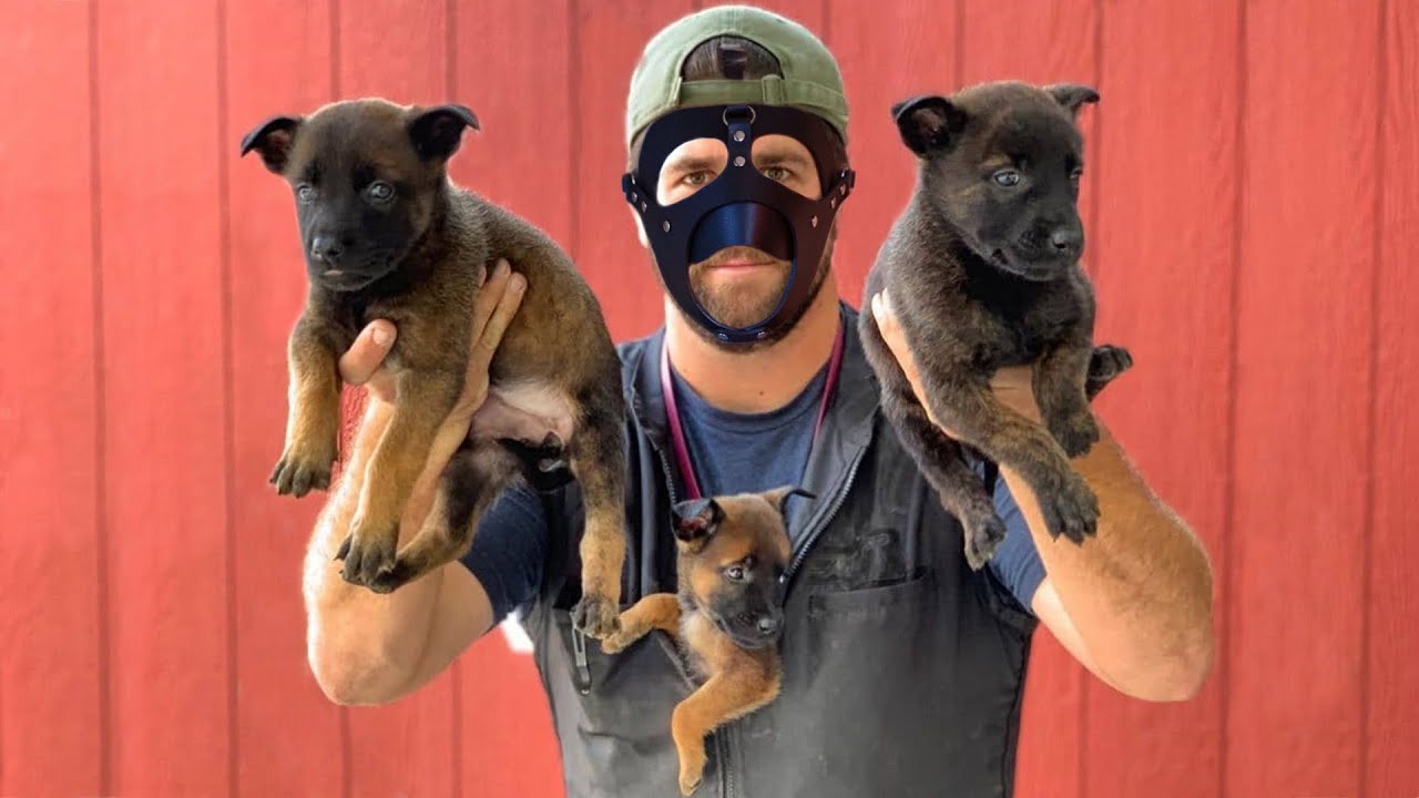 These Are 10 Most Excellent Small Watchdogs