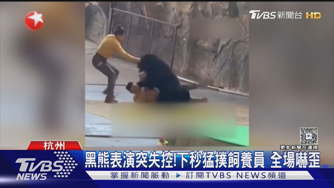 黑熊表演突失控! 下秒猛撲飼養員 全場嚇歪｜TVBS新聞 @TVBSNEWS01