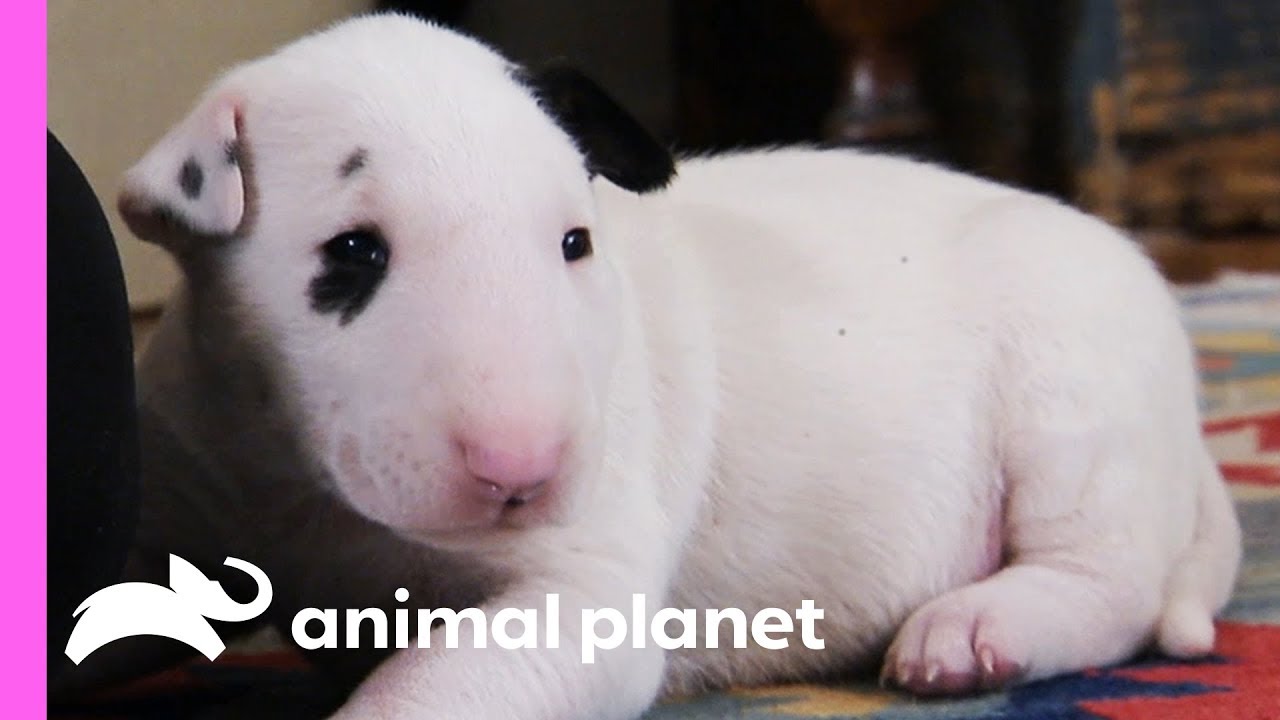 Excitable Pups Expend Some Energy With Agility Training | Too Cute!