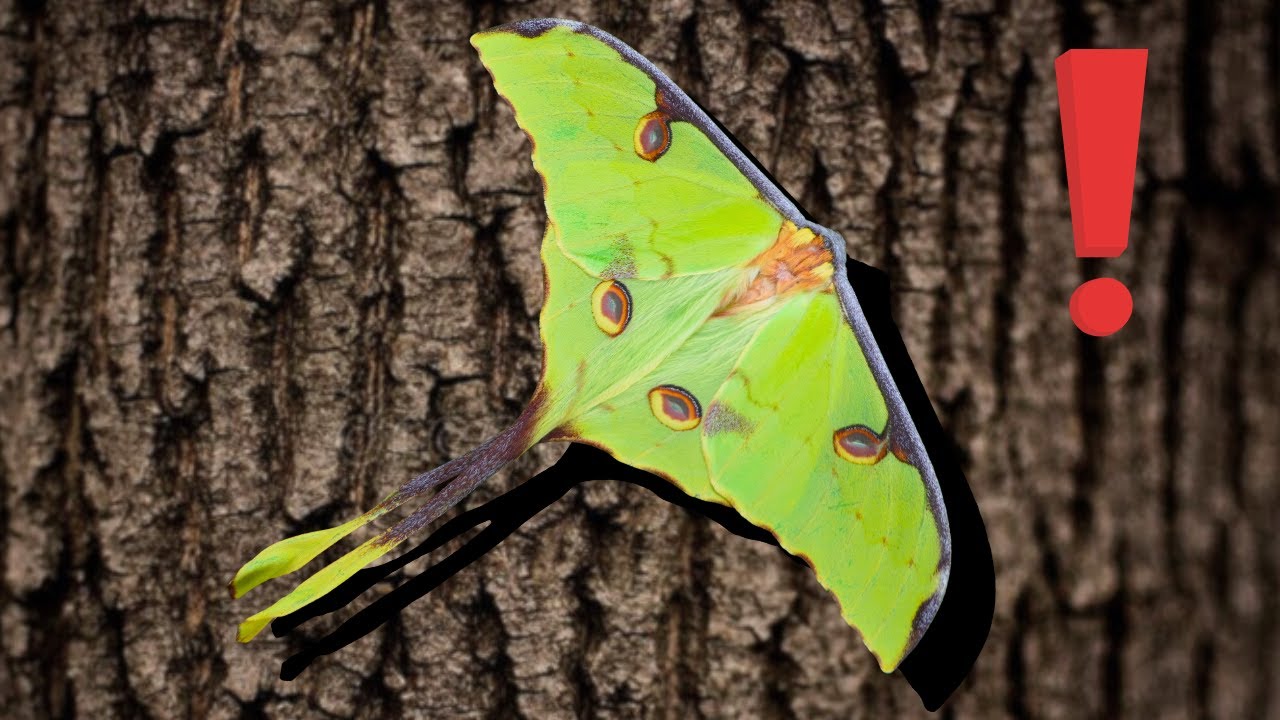 BREEDING Video: African Moon Moth / Argema mimosae