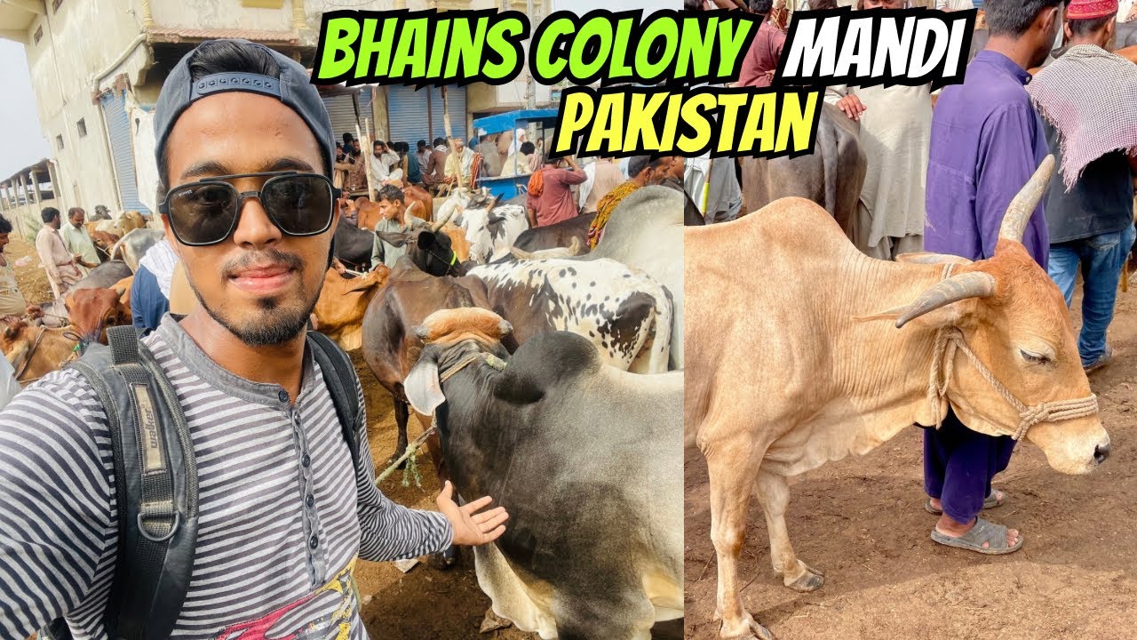 Bhains Colony Cow Mandi 2 July 2025 | Qeemat Main Bharpur Kami! Ab Sab Le Sakte Hain @R4Rafay