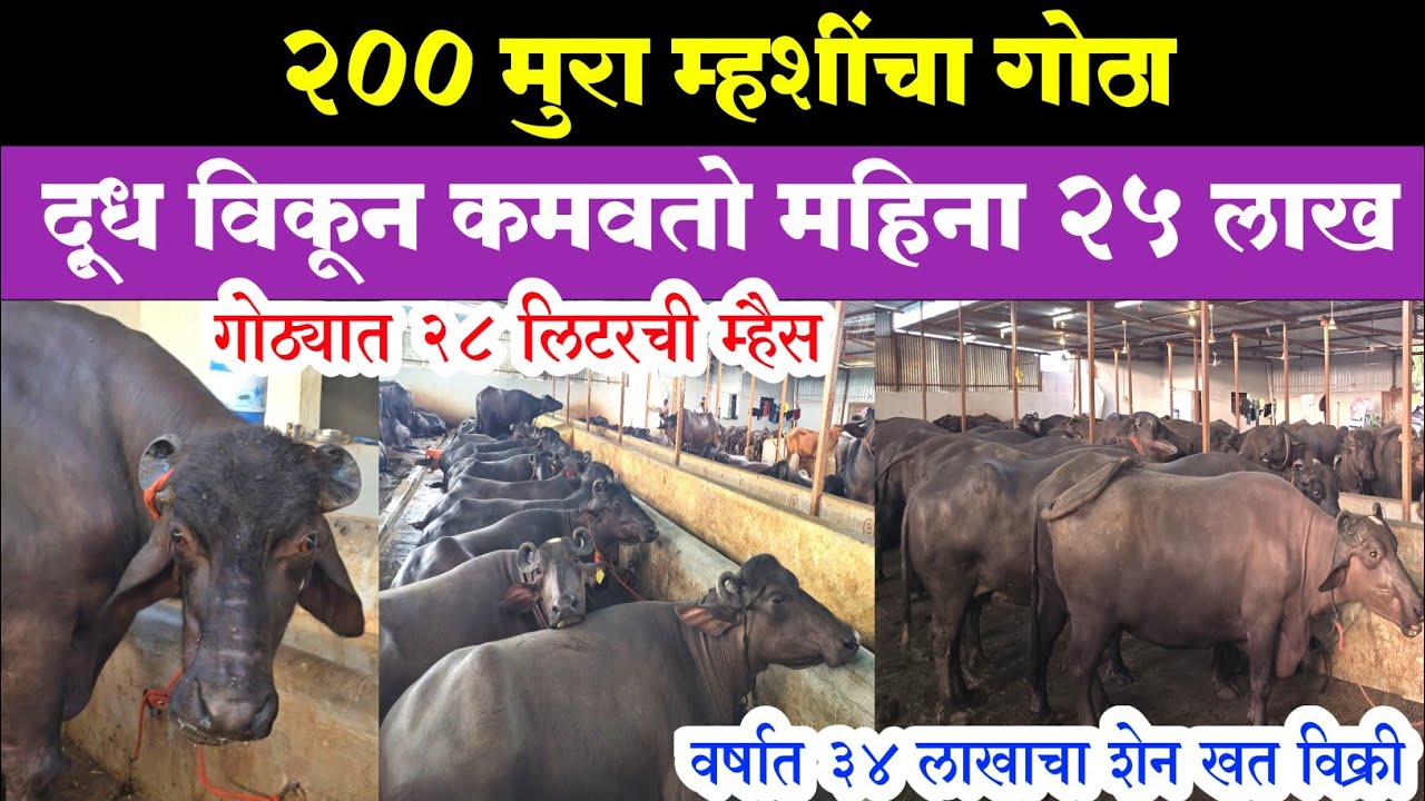 200 हरियाणा मुरा म्हशीचा गोठा || दूध विकून कमवतो महिना 25 लाख || 200 murrah buffalo farm