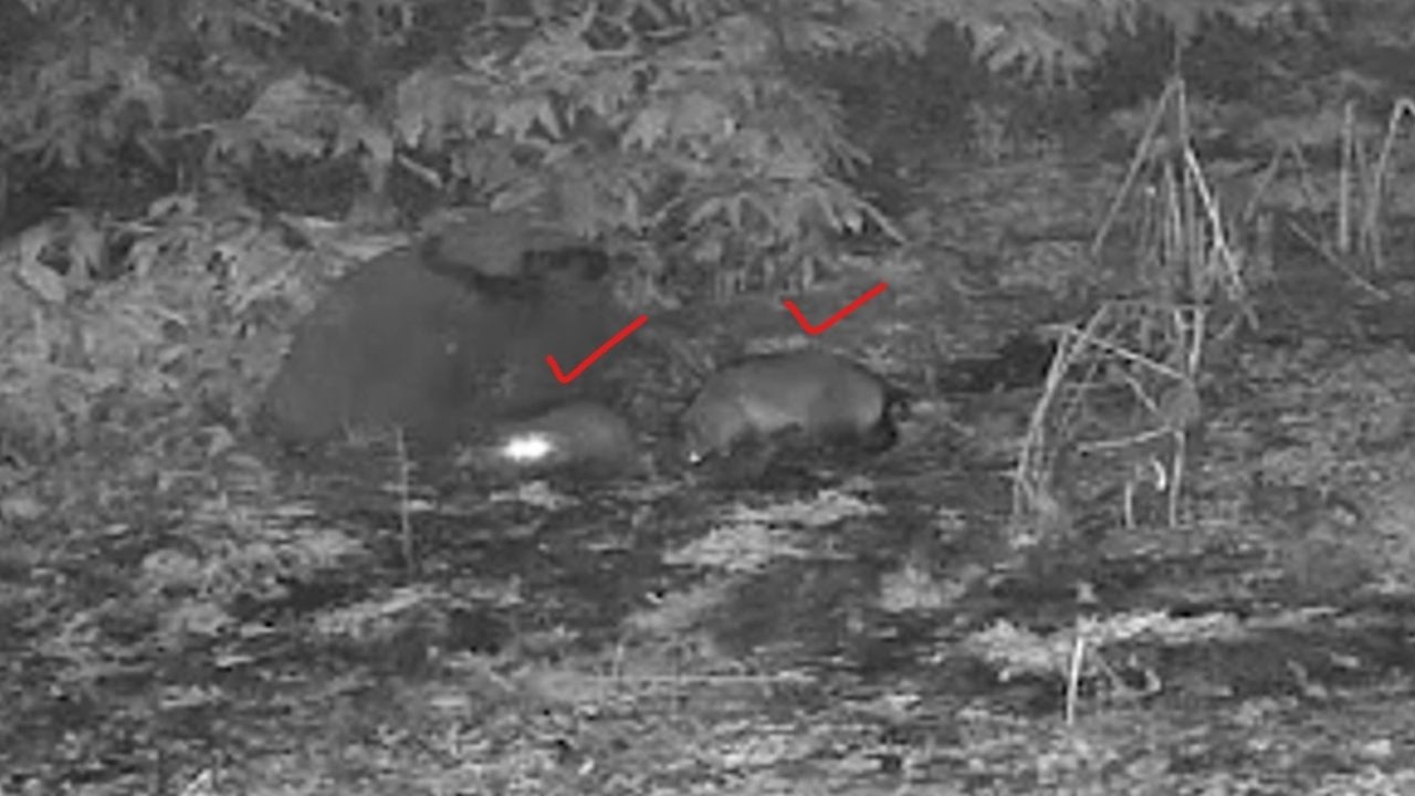 Two Mysterious Creatures in My Backyard…They Turned Out to Be Badgers
