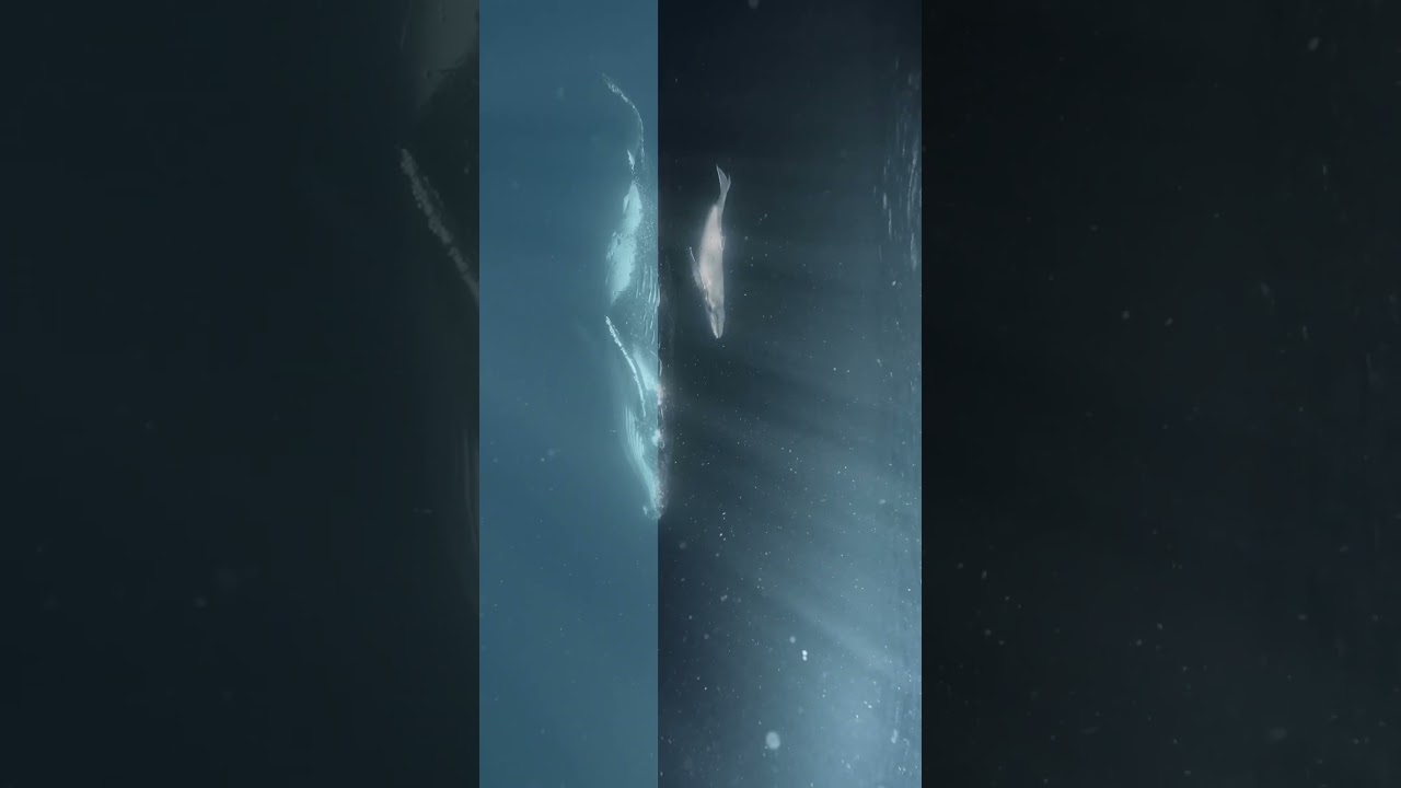 Loving this grade 😍...#humpday #underwaterlut #filmmakerlife #underwatercinematography