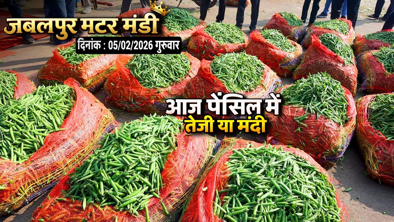 Matar Mandi Jabalpur Live Update | किसानों और व्यापारियों के लिए जरूरी खबर | The Advance Agriculture