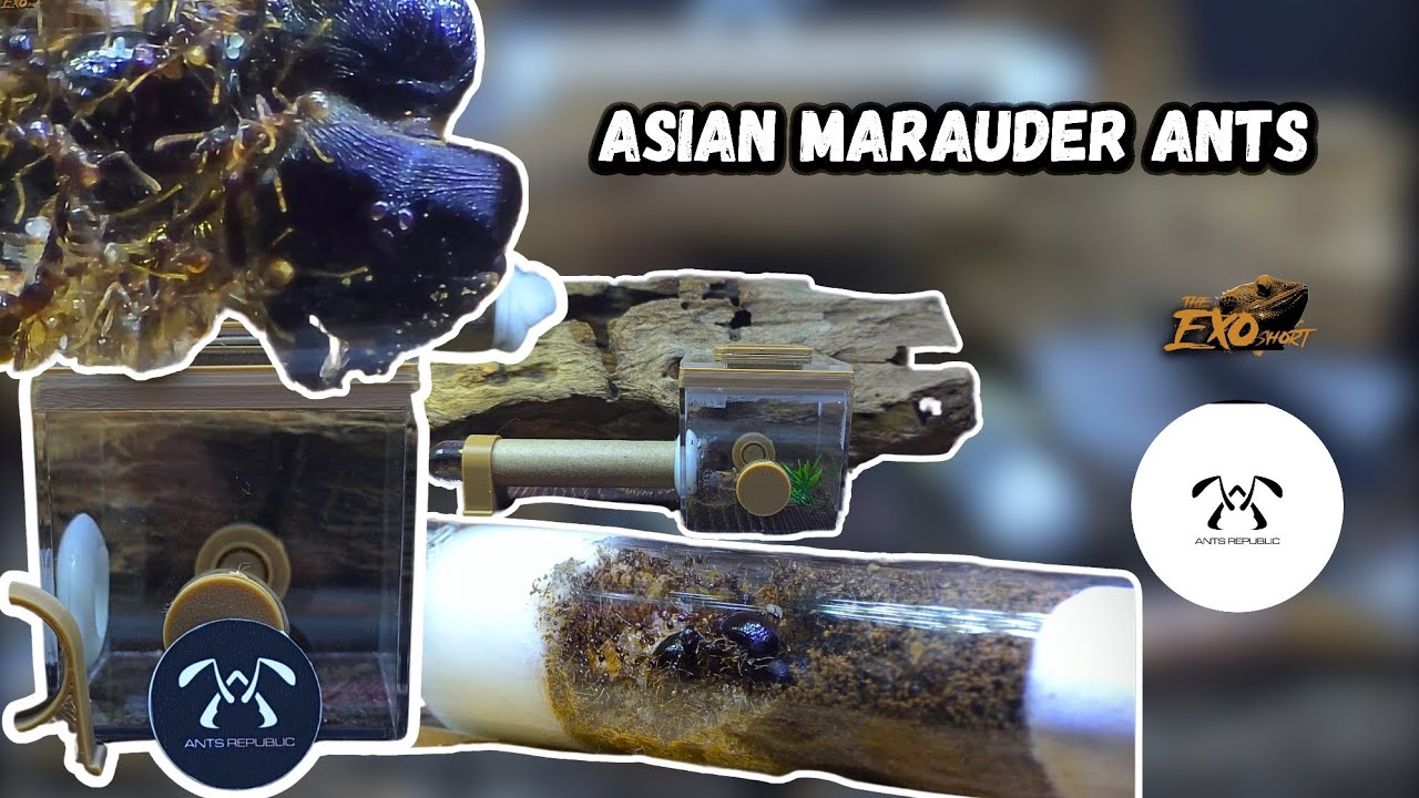 ANTS Thursday! 🔥Asian Marauder Ants + Initium + Hyperlapse ! 🫡