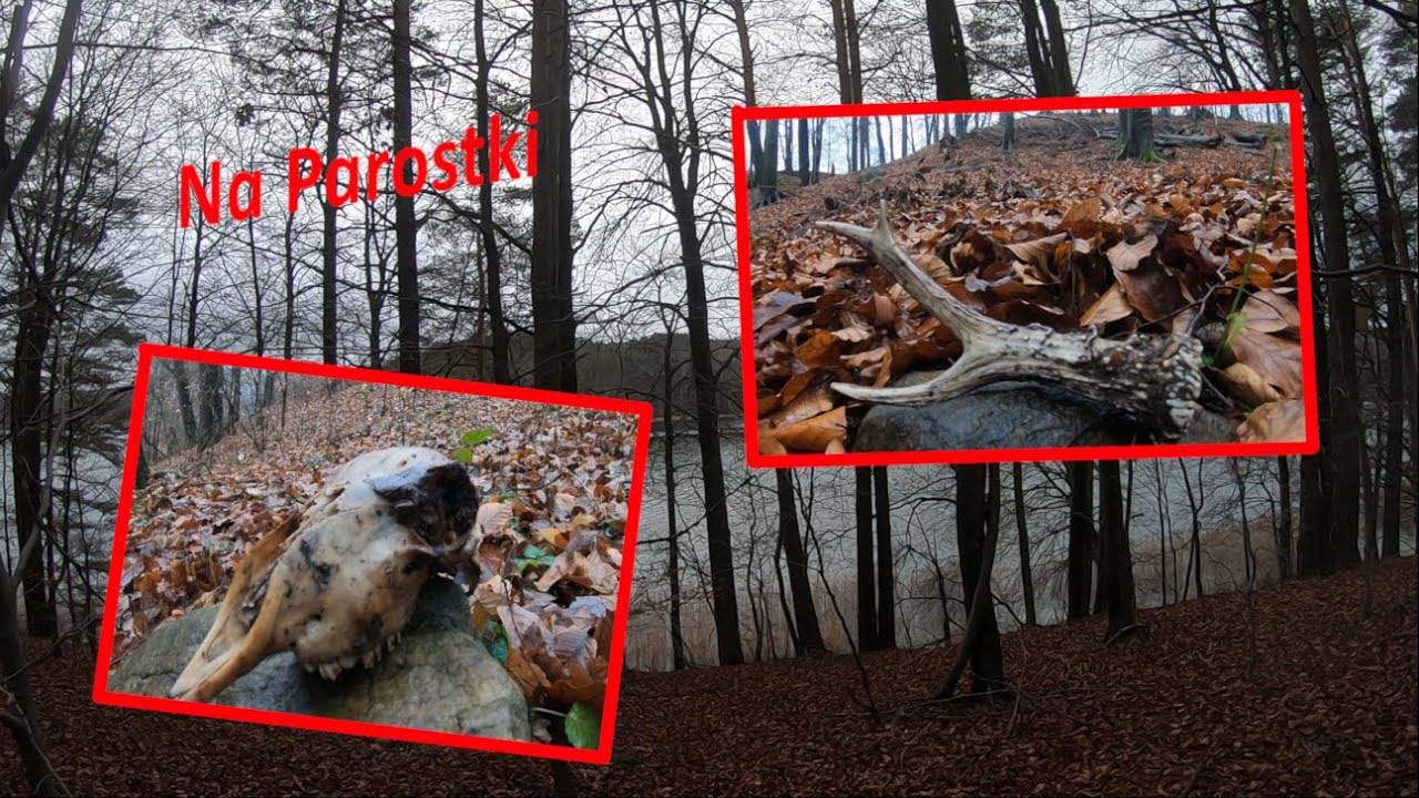 Grudniowy wypad na parostki 🦌 Gdzie szukać parostków ? 🌲 Sezon na Zrzuty