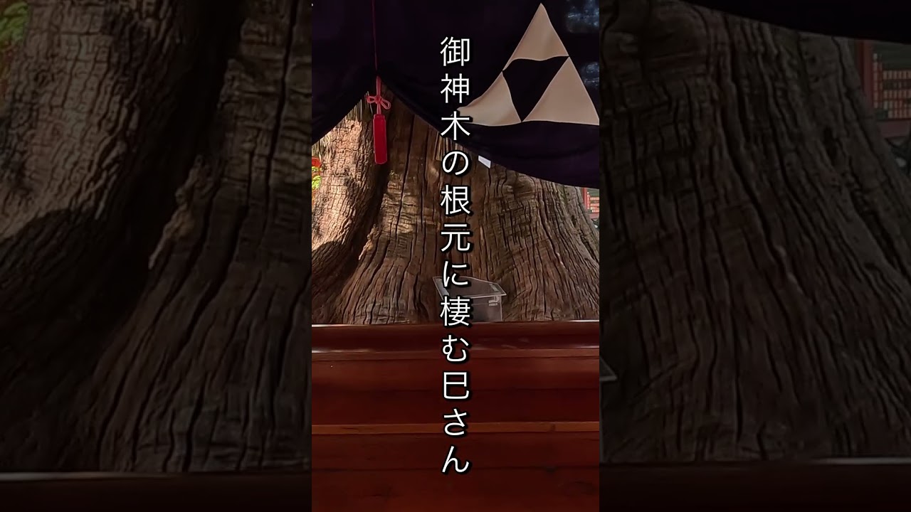 【金運上昇】御神木の白蛇に出会える神社✨住吉大社・楠高社