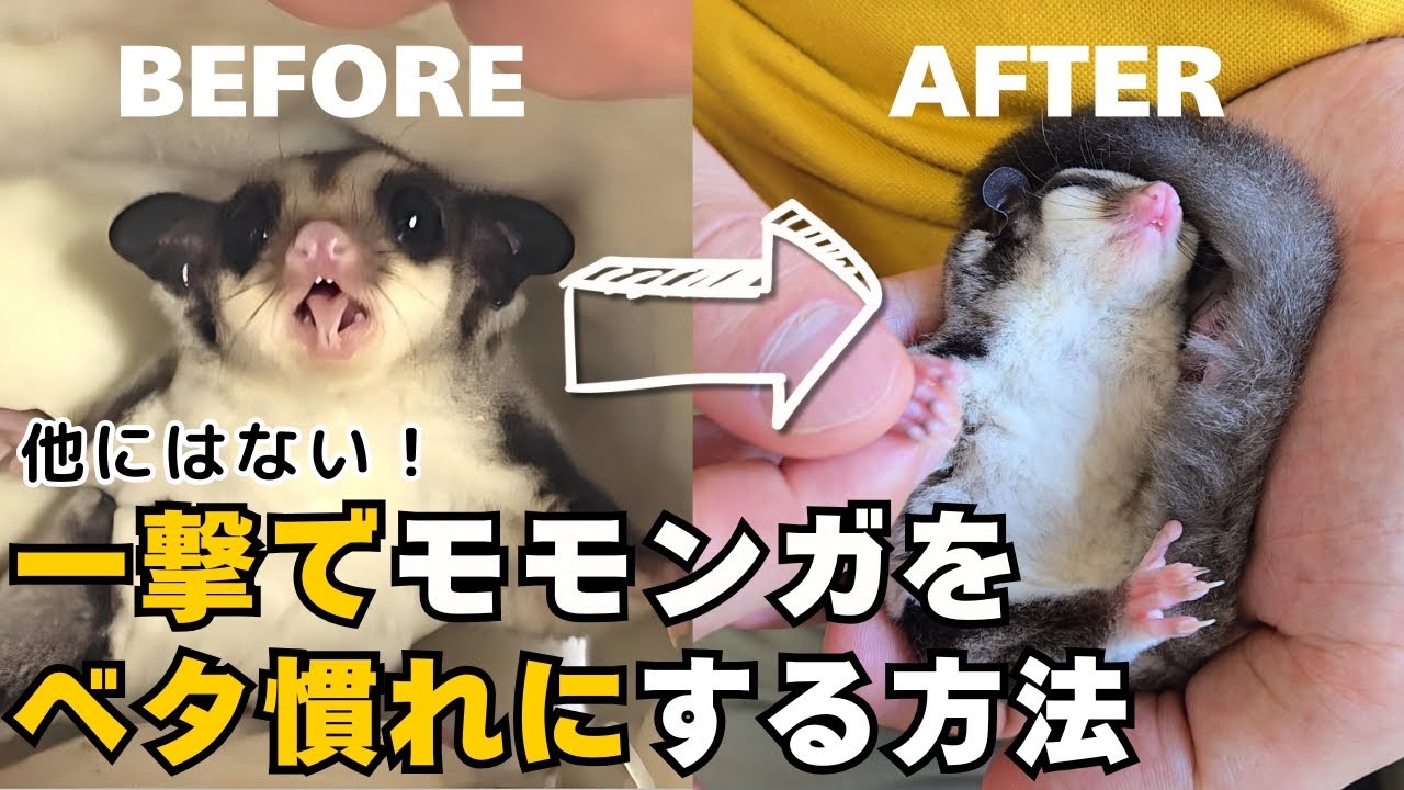 モモンガを一撃でベタ慣れにするトレーニング用品『モモンガウェイ』
