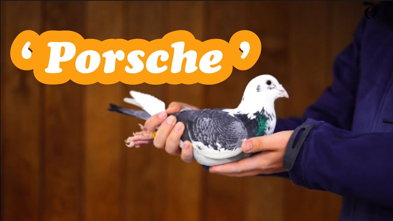 Amazing Breeder Racing Pigeon From ' Porsche ' For Sale In Pipa Pigeons Auction