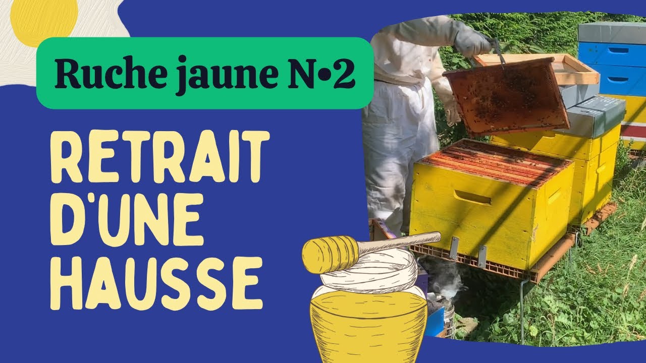 APICULTURE - Retrait de la hausse - Ruche jaune N2