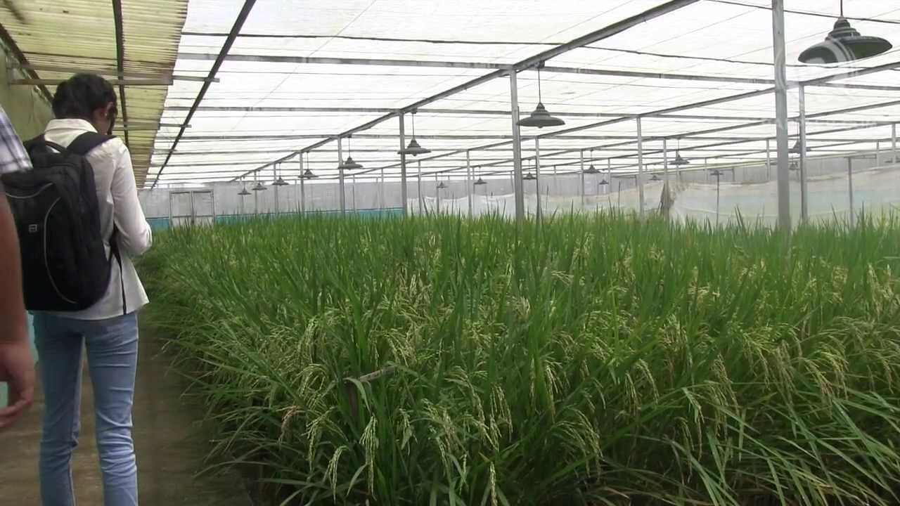GMO debate for Golden Rice